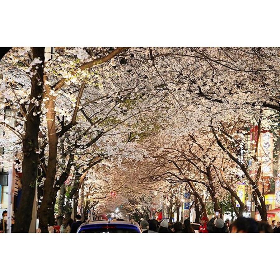 Cherryblossom Photograph - Instagram Photo #161459511649 by Hideki Sato