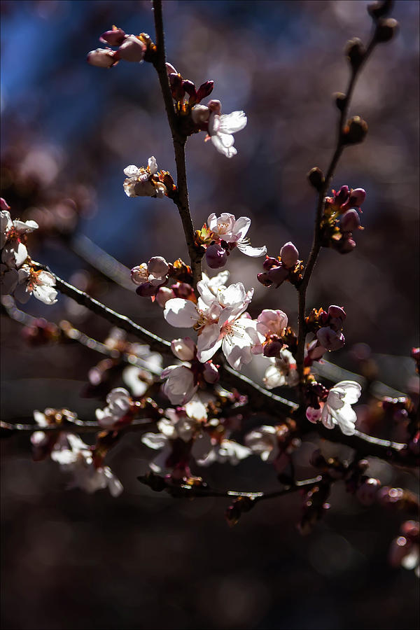 Cherry Blossoms #162 Photograph by Robert Ullmann