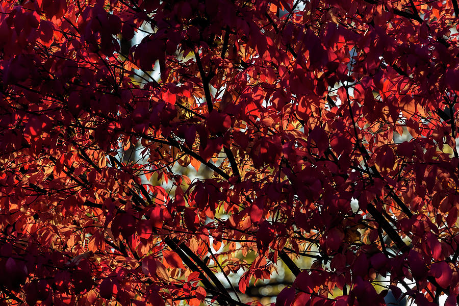 Fall Foliage #162 Photograph by Robert Ullmann