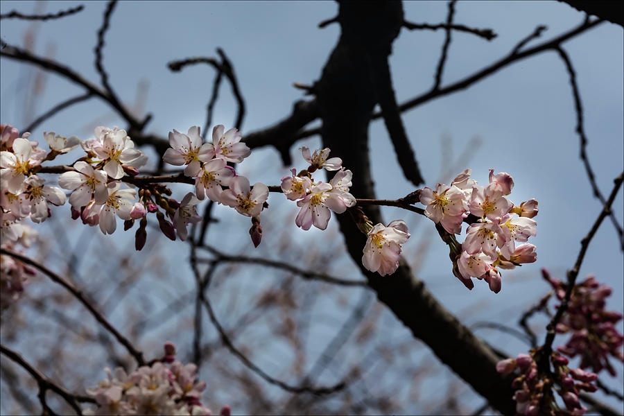 Cherry Blossoms #163 Photograph by Robert Ullmann