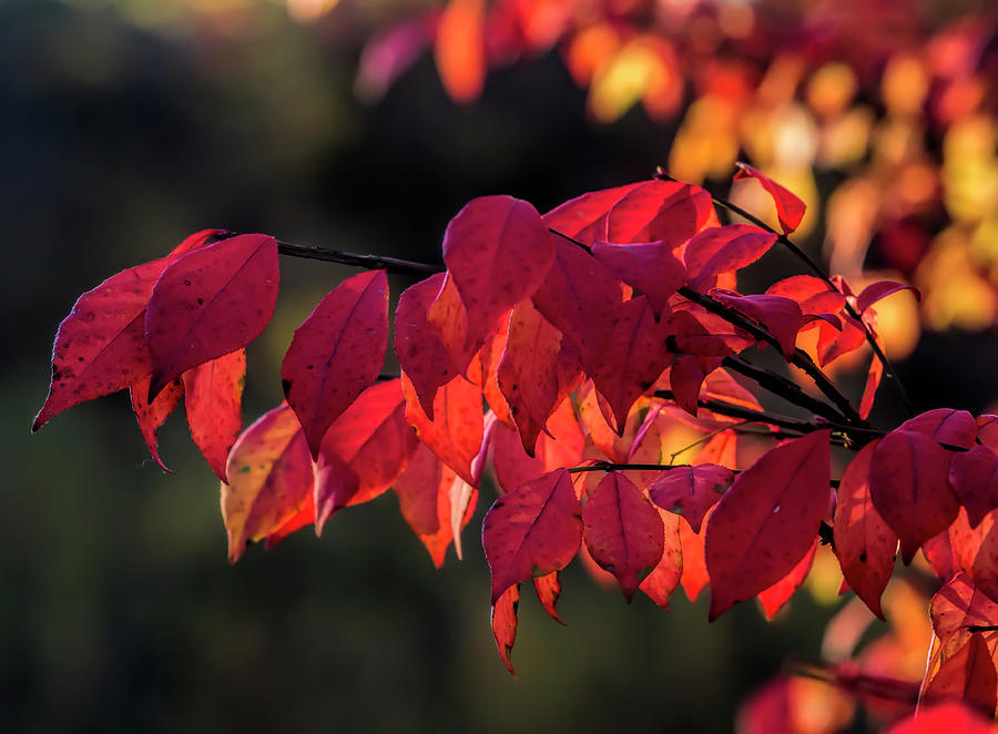 Fall Foliage #163 Photograph by Robert Ullmann