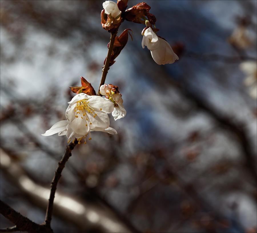 Cherry Blossoms #164 Photograph by Robert Ullmann