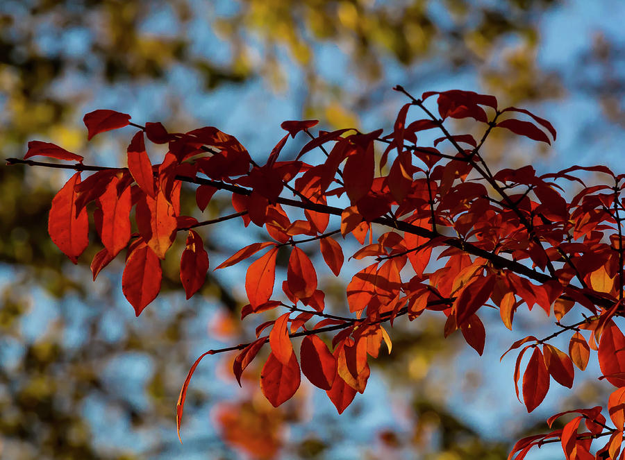 Fall Foliage #164 Photograph by Robert Ullmann