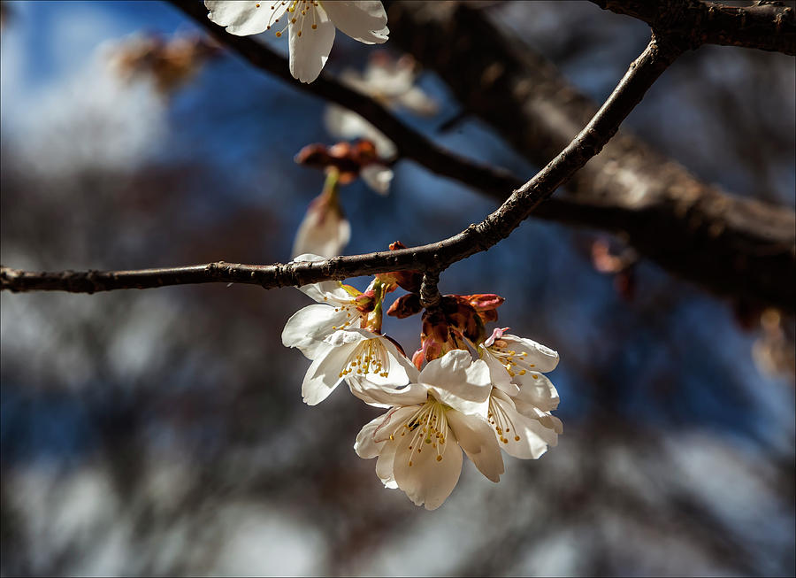 Cherry Blossoms #165 Photograph by Robert Ullmann