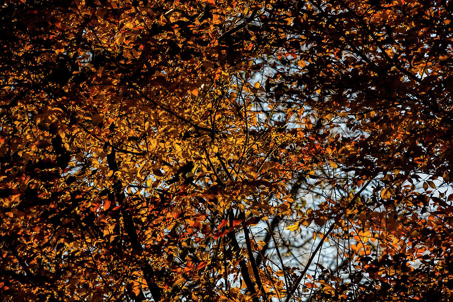 Fall Foliage #165 Photograph by Robert Ullmann