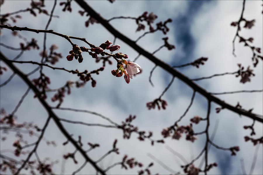 Cherry Blossoms #166 Photograph by Robert Ullmann