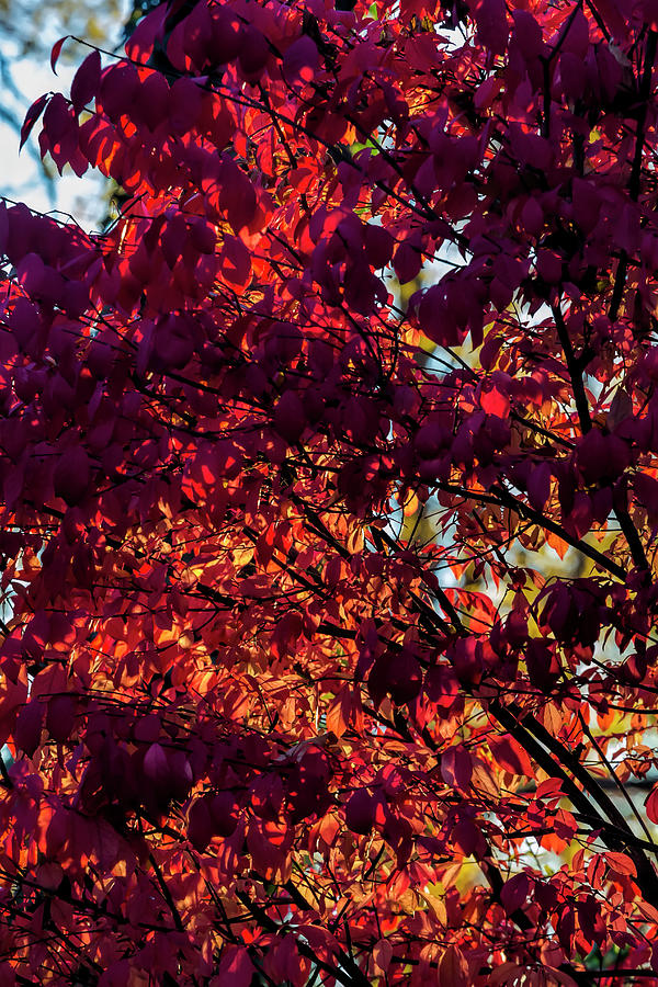 Fall Foliage #166 Photograph by Robert Ullmann