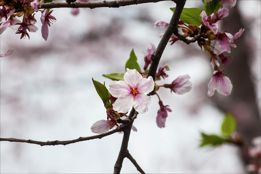 Cherry Blossoms #167 Photograph by Robert Ullmann