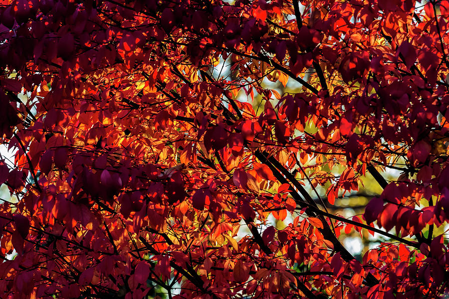 Fall Foliage #167 Photograph by Robert Ullmann