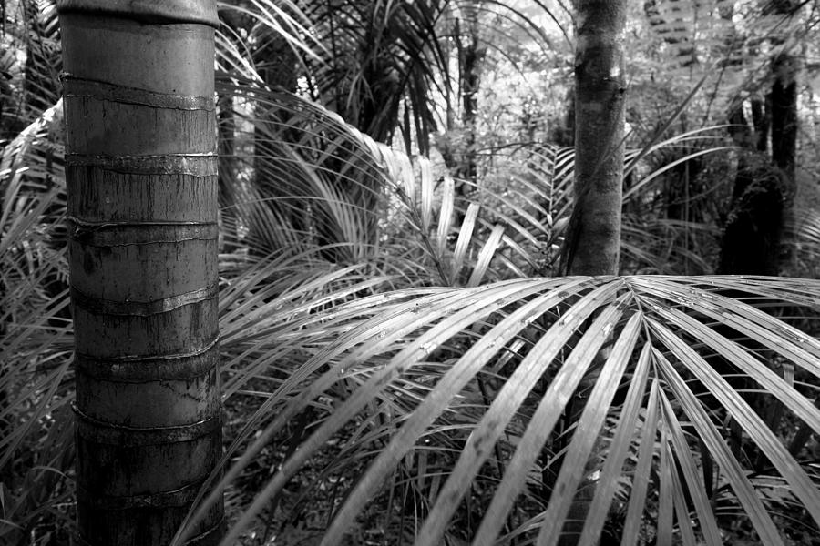 Jungle Photograph