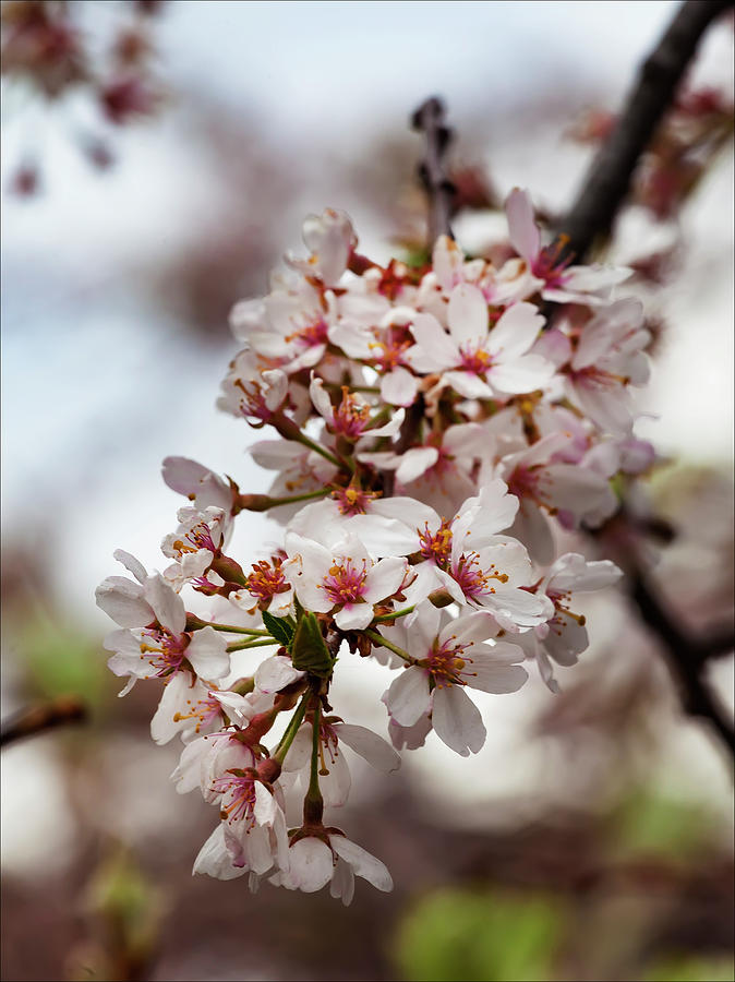 Cherry Blossoms #168 Photograph by Robert Ullmann