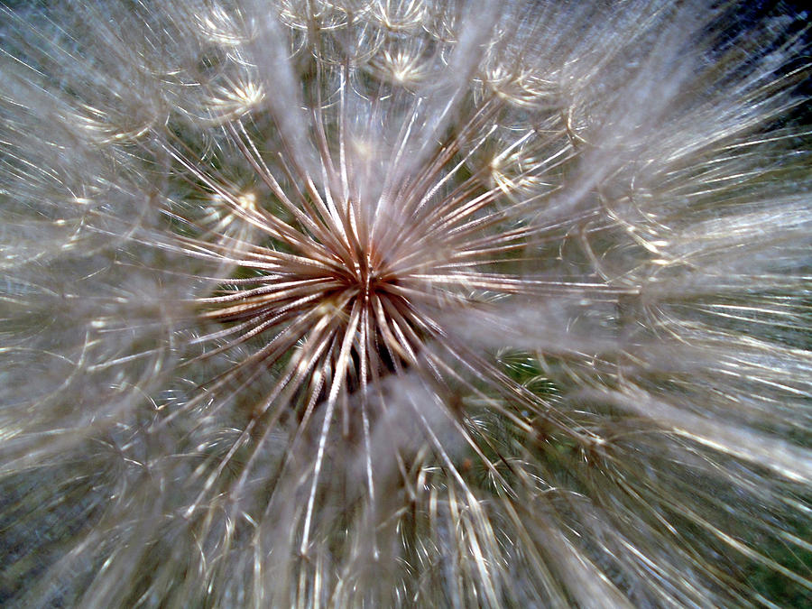 168 Dandelion 4 Photograph by Eric Forster