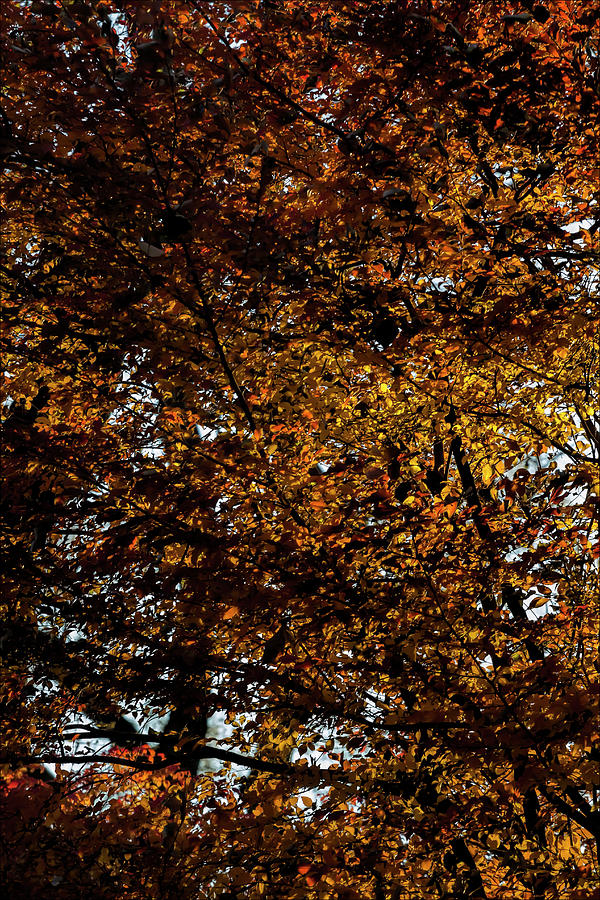 Fall Foliage #168 Photograph by Robert Ullmann
