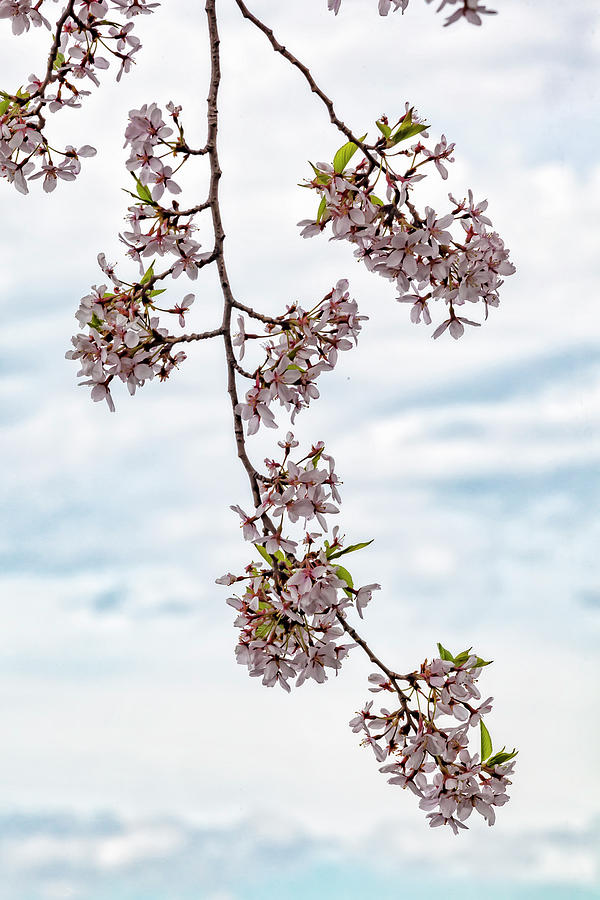 Cherry Blossoms #169 Photograph by Robert Ullmann
