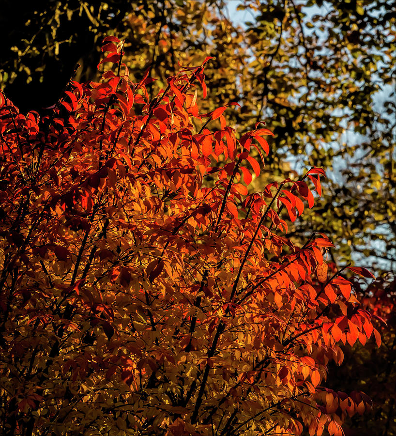 Fall Foliage #169 Photograph by Robert Ullmann
