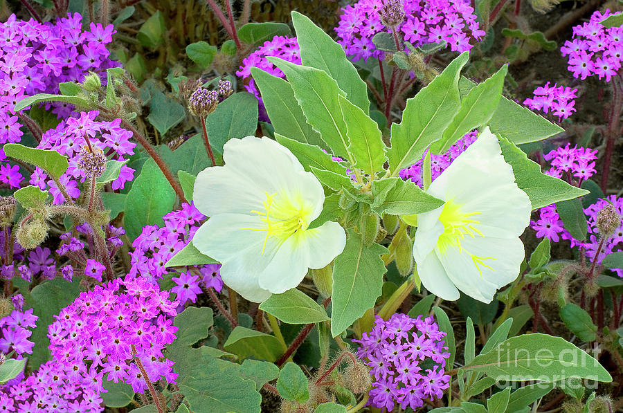 Dune Primrose Oenothera Deltoides And Sand Verbena Wildflowers California Photograph by Dave Welling