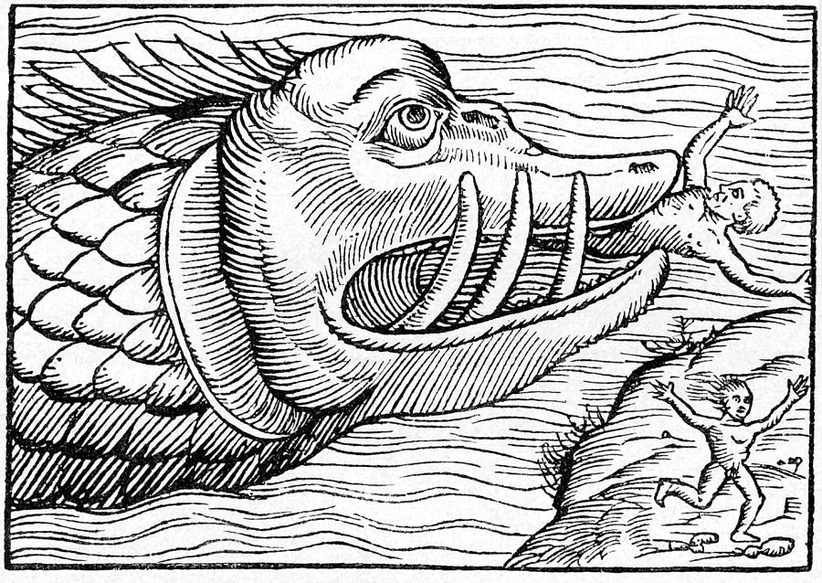 Fish Photograph - 16th Century Woodcut Print by Cci Archives