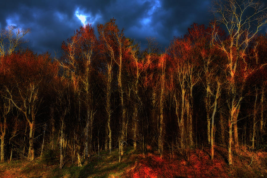 Mountain Photograph - 16x20 matted Dark Autumn Forest Trees by Dan Carmichael
