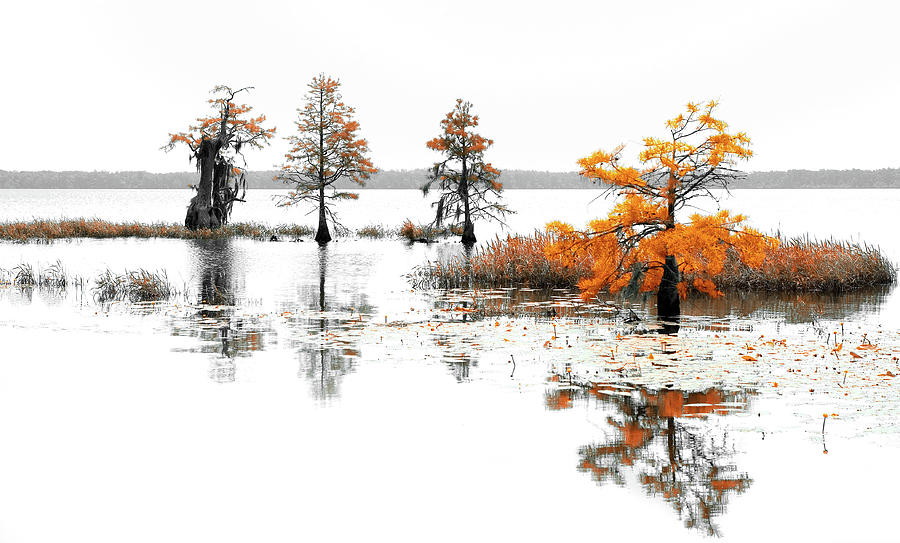 16x20 matted Trees bushes lillypads on a lake Photograph by Dan Carmichael