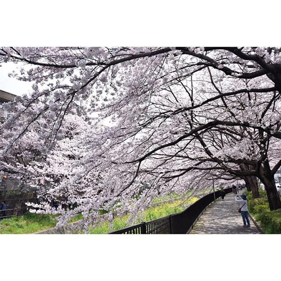 Spring Photograph - #桜 #春 #福岡 #綺麗 #日本 #17 by Koki Takezawa