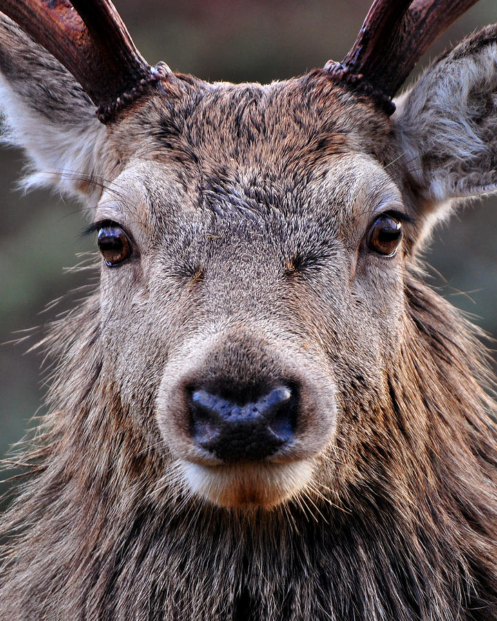 Red Deer Stag Photograph -  Red Deer Stag  #17 by Gavin Macrae