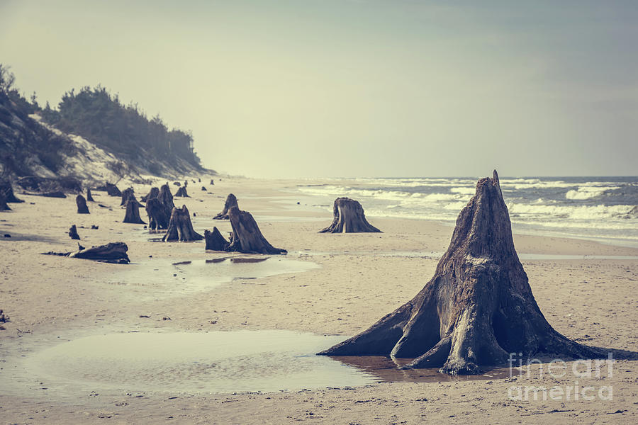 3000 years old tree trunks on the beach after storm. Slowinski National Park, Baltic sea, Poland #17 Photograph by Michal Bednarek