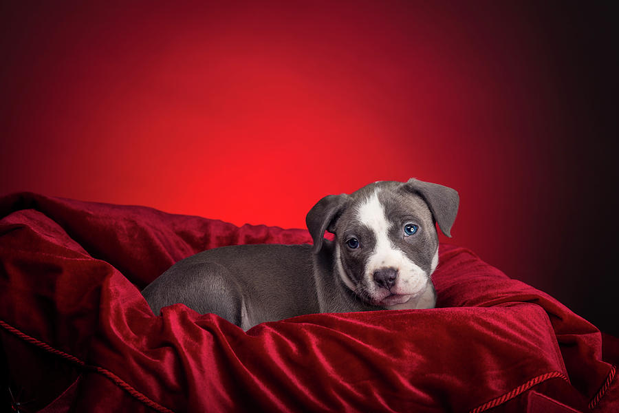 American Pitbull Puppy #17 Photograph by Peter Lakomy