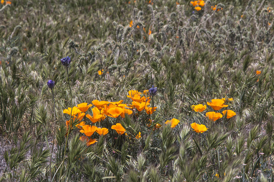 Antelope Valley Poppy Reserve by Beth Taylor Antelope Valley Poppy Reserve by Beth Taylor