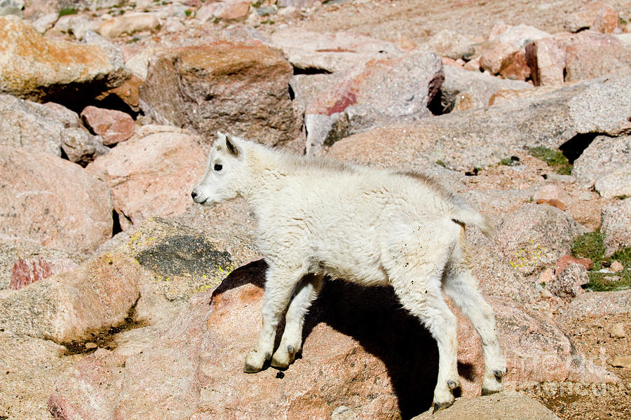 Baby Mountain Goats on Mount Evans #17 Photograph by Steven Krull