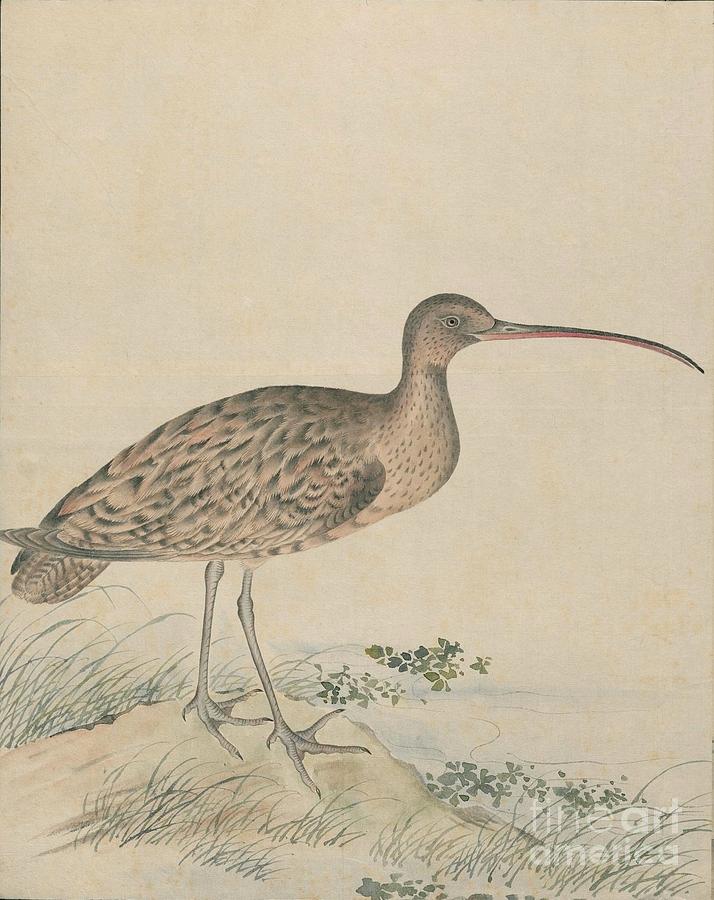 Birds of Japan in the 19th century #17 Painting by Celestial Images