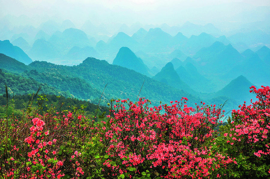  Blossoming azalea and mountain scenery #17 Photograph by Carl Ning