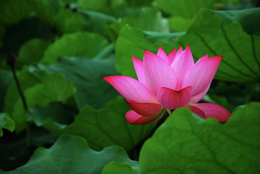 Blossoming lotus flower closeup #17 Photograph by Carl Ning