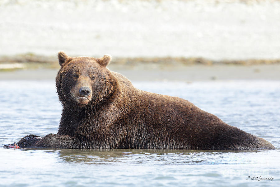Brown Bear #17 Photograph by Steve Javorsky