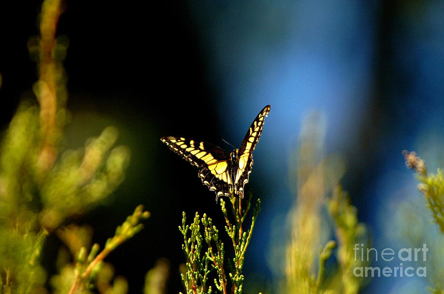 Butterfly #17 Photograph by Marc Bittan