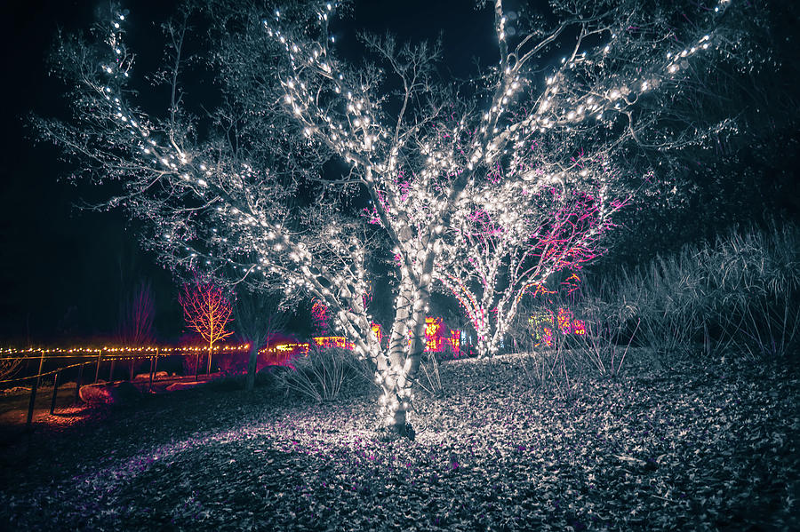 Christmas Season Decorationsafter Sunset At The Gardens #17 Photograph by Alex Grichenko