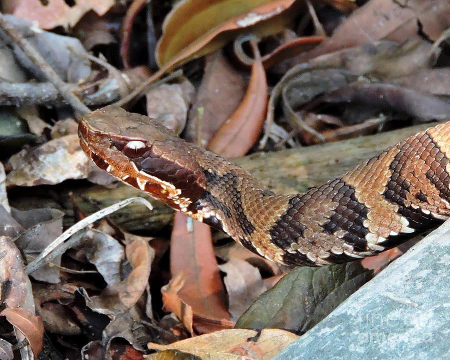 Cottonmouth Photograph by Caroline Morse | Fine Art America