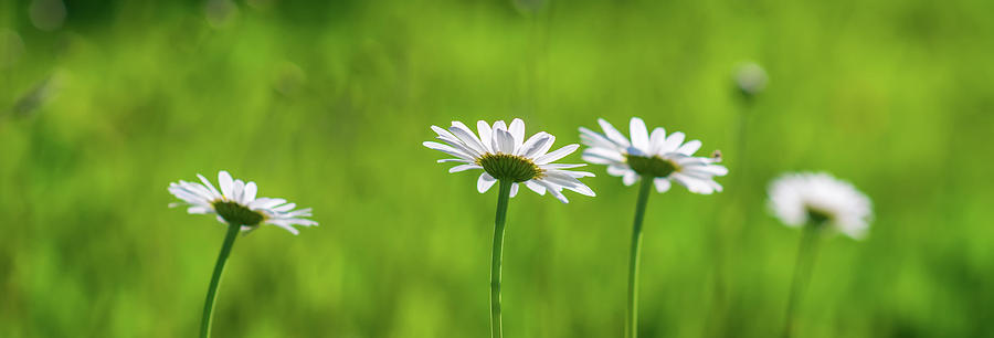 Daisy Flower Bloom On A Meadow In Summer #17 Photograph by Alex Grichenko
