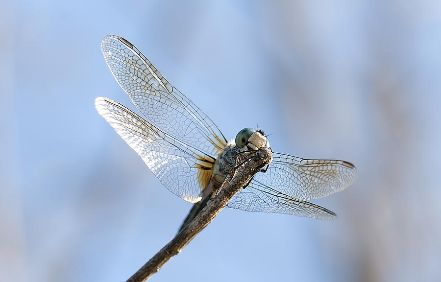 Dragonfly #17 Photograph by Gouzel -