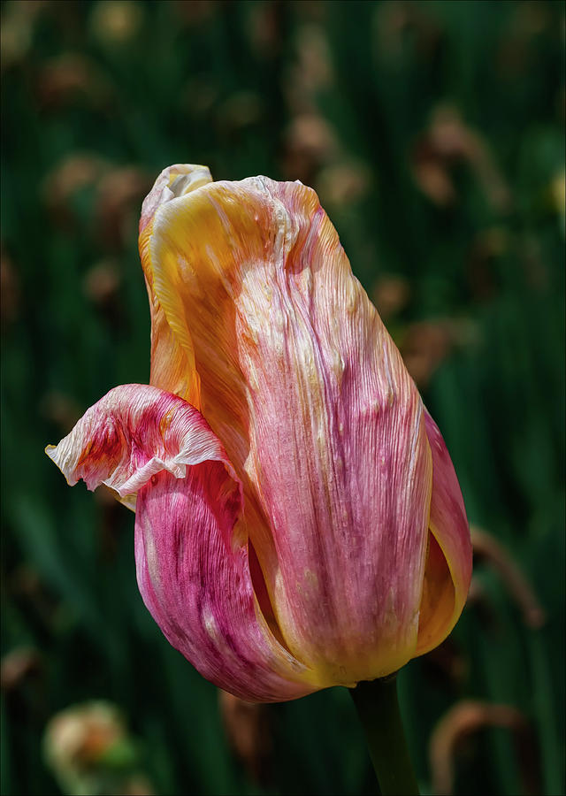 Dying Tulip #17 Photograph by Robert Ullmann