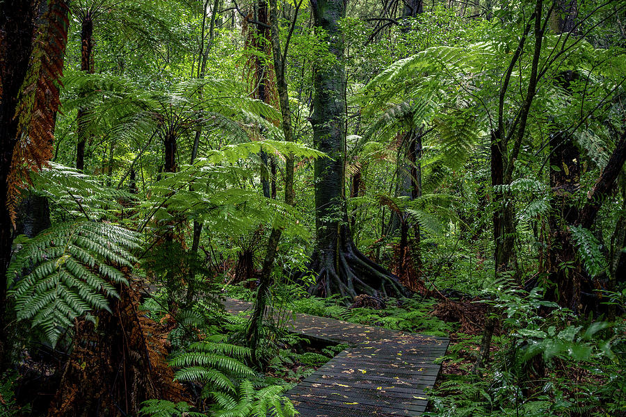 Forest boardwalk 4 Photograph by Les Cunliffe