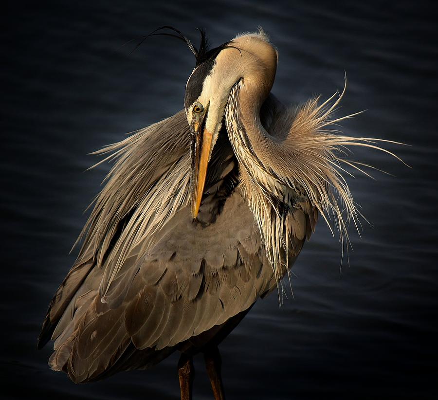 Great Blue Heron #43 Photograph by Paulette Thomas