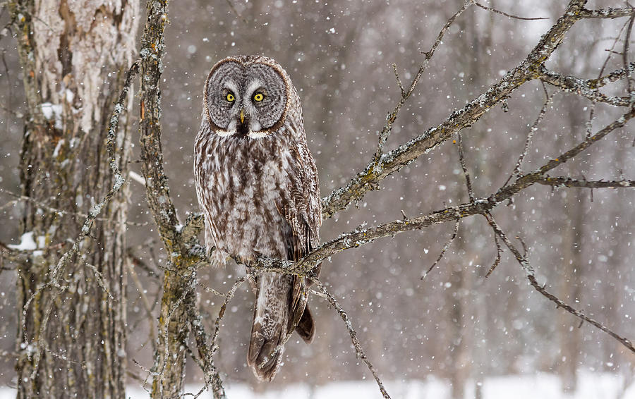 Great Grey Owl #17 Photograph by Josef Pittner