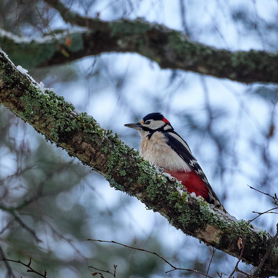 Great spotted woodpecker #17 Photograph by Jouko Lehto