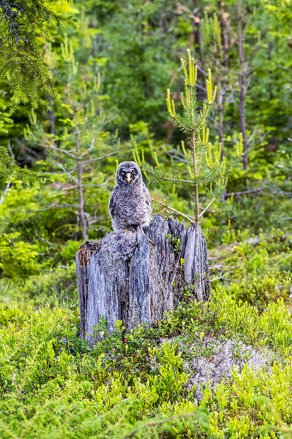 Owl Photograph - Grey Owl #17 by Borje Olsson