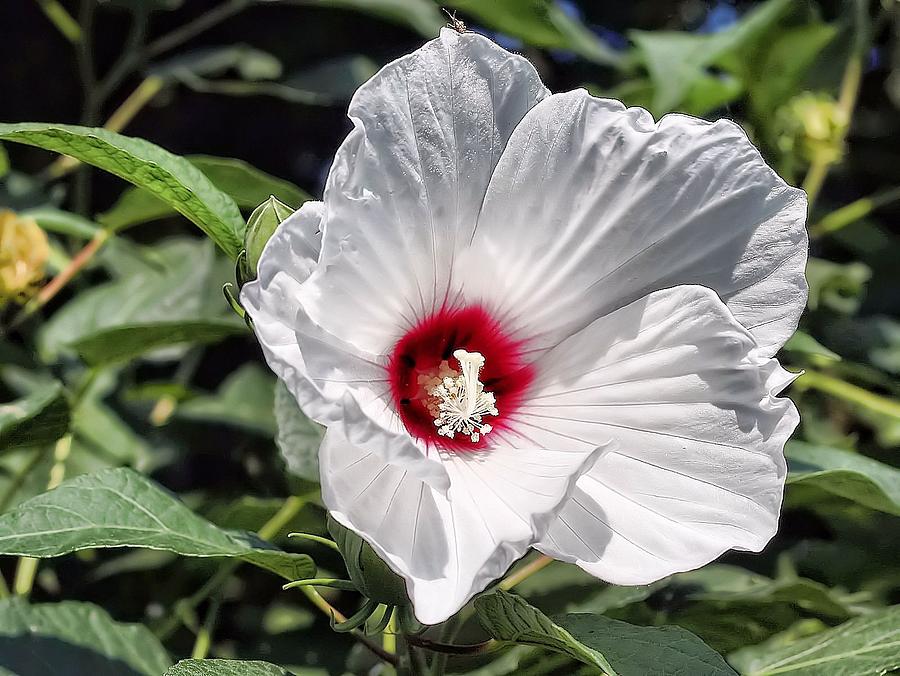 Hibiscus Photograph By Joyce Baldassarre Fine Art America 6272