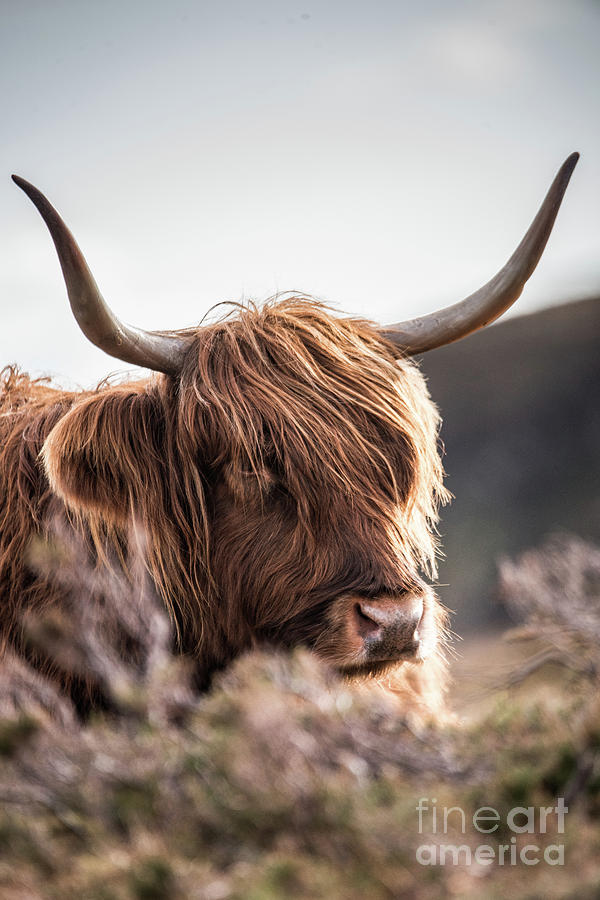 Highland Cow #17 Photograph by Keith Thorburn LRPS EFIAP CPAGB