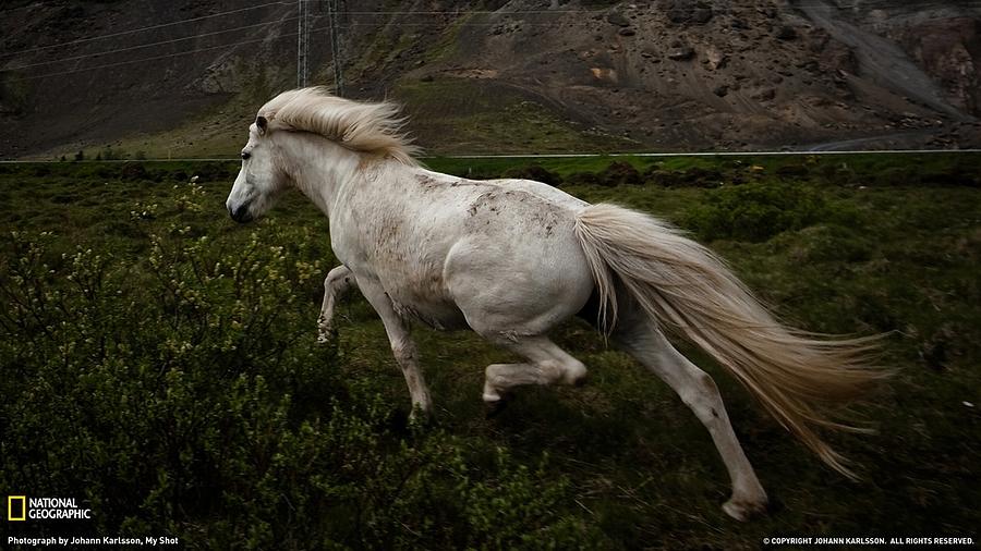 Horse Digital Art - Horse #17 by Maye Loeser