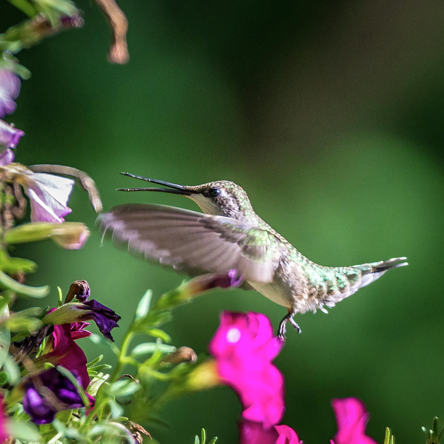Hummingbird Found In Wild Nature On Sunny Day #17 Photograph by Alex Grichenko