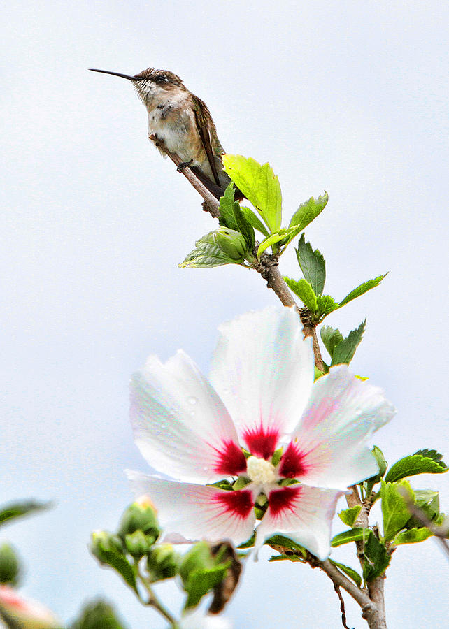 Hummingbird #17 Photograph by John Freidenberg