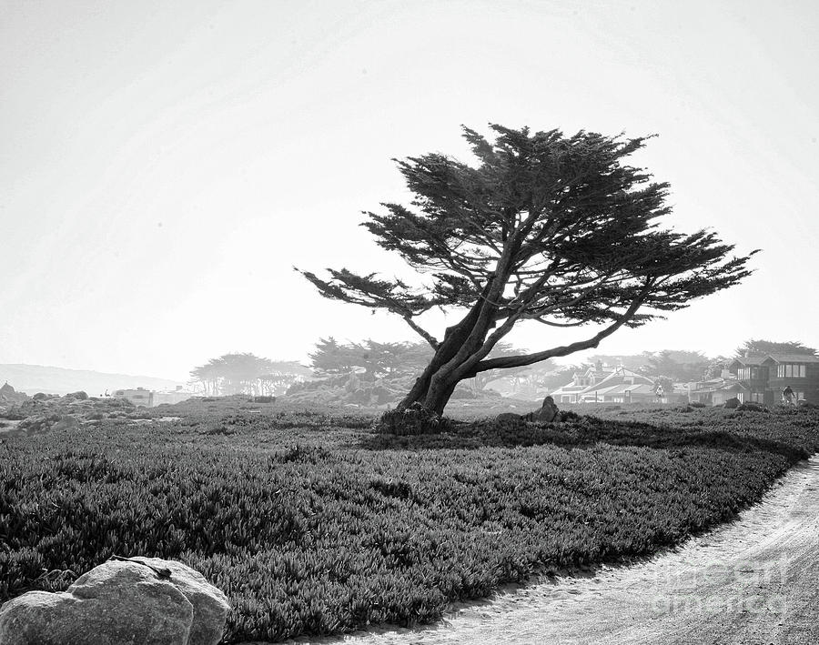 17 Mile Drive Cypress Tree Photograph by Chuck Kuhn